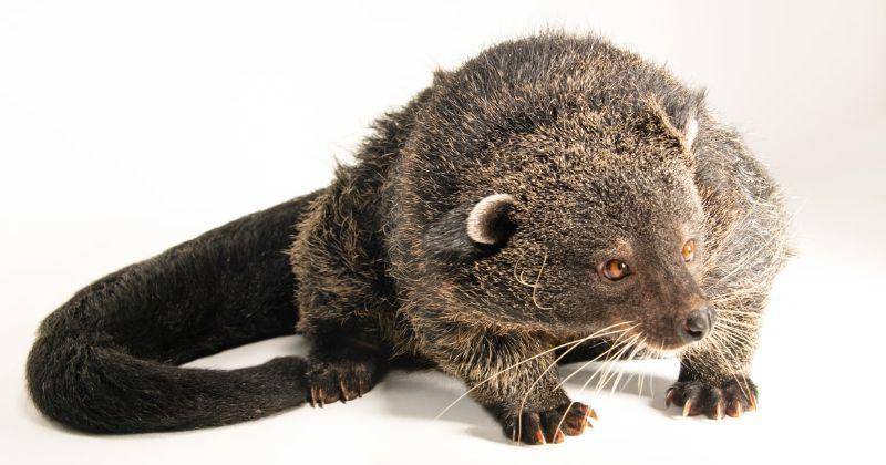 Mengenalkan Binturong pada Anak: Satwa Unik Penjaga Ekosistem
